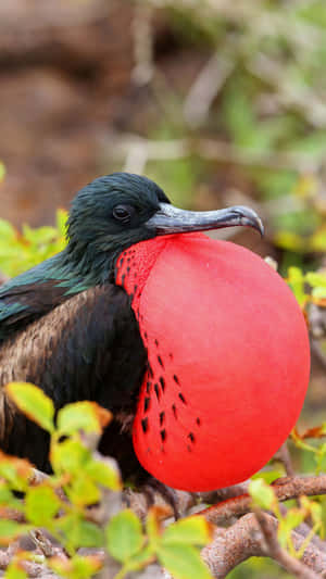 Magnificent_ Frigatebird_ Displaying_ Gular_ Sac.jpg Wallpaper