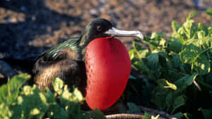 Magnificent_ Frigatebird_ Displaying_ Gular_ Sac.jpg Wallpaper