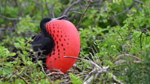 Magnificent_ Frigatebird_ Displaying Wallpaper