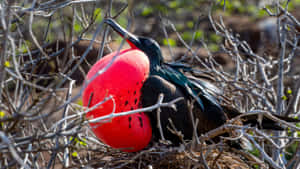 Magnificent_ Frigatebird_ Displaying Wallpaper