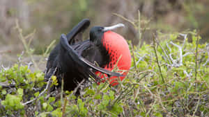 Magnificent_ Frigatebird_ Displaying Wallpaper