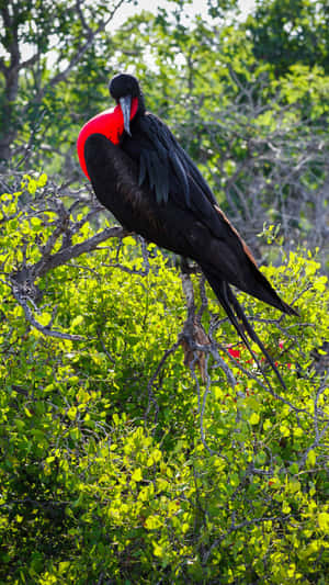 Magnificent_ Frigatebird_ Inflated_ Gular_ Sac Wallpaper