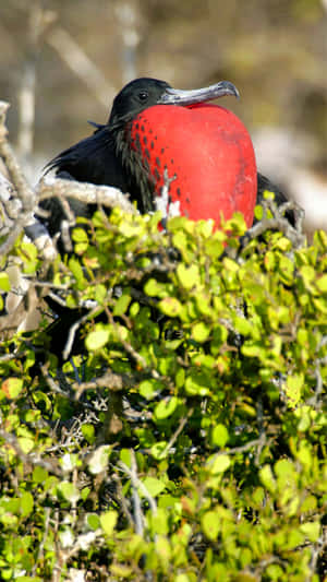 Magnificent_ Frigatebird_ Inflated_ Gular_ Sac Wallpaper