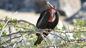 Magnificent_ Frigatebird_ Perched.jpg Wallpaper