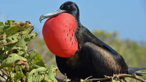 Magnificent_ Frigatebird_ With_ Red_ Gular_ Sac Wallpaper