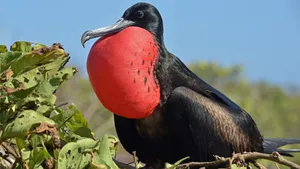 Magnificent_ Frigatebird_ With_ Red_ Gular_ Sac Wallpaper