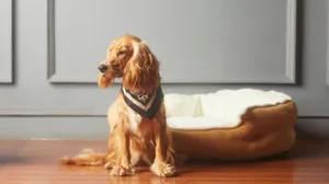 Magnificent Golden Hour Sunset Overlooking A Grassy Valley Wallpaper