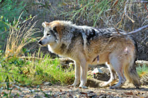 Magnificent Mexican Wolf In A Breathtaking Natural Habitat Wallpaper