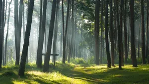 Magnificent Nature Scene With Flora And Fauna Wallpaper