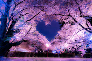 Magnificent Night Scene Of Cherry Blossoms Wallpaper