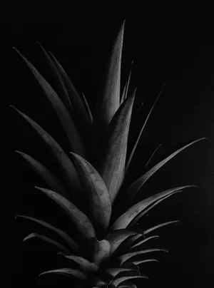 Magnificent Pineapple Crown Wallpaper