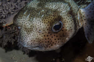 Magnificent Porcupinefish In Deep Blue Underwater Wallpaper