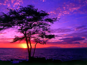 Magnificent Purple Dusk Wallpaper