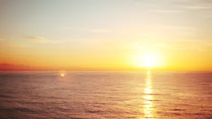 Magnificent Saltwater Coral Reef Wallpaper