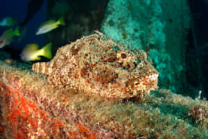 Magnificent Scorpionfish Swimming In Vibrant Coral Reef Wallpaper
