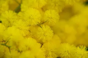 Magnificent Yellow Mimosa Flowers Wallpaper