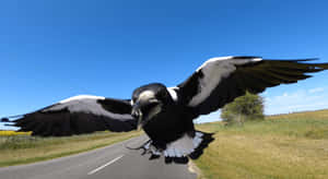 Magpie In Flight Country Road Wallpaper