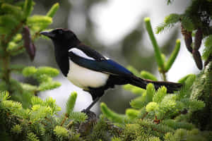 Magpie_ Perched_ Among_ Greenery.jpg Wallpaper