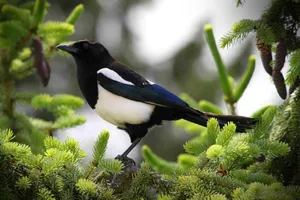 Magpie_ Perched_ Among_ Greenery.jpg Wallpaper