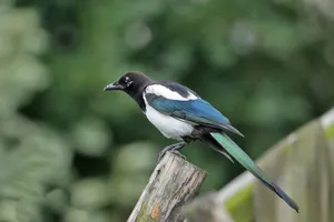 Magpie Perchedon Fence Post Wallpaper