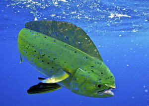 Mahi-mahi Fish Touching The Surface Wallpaper