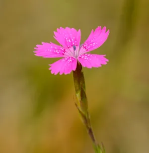 Maiden Pink Flower Android Wallpaper