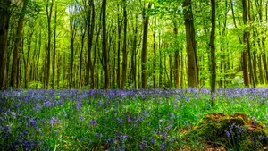 Majestic 3d Forest Landscape Wallpaper