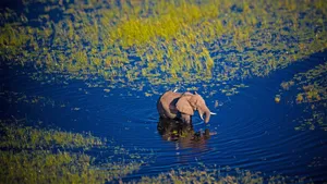 Majestic African Bush Elephant In Okavango Delta Wallpaper