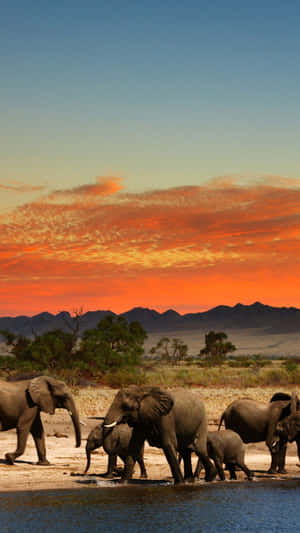 Majestic African Wildlife Wallpaper