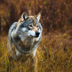 Majestic Alpha Wolf In A Snowy Forest Wallpaper
