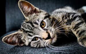 Majestic American Shorthair Lounging On A Cozy Couch Wallpaper