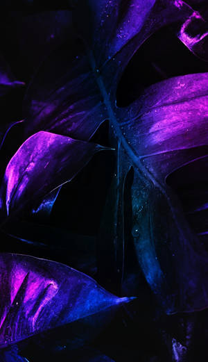 Majestic And Electric, The Neon Purple 4k Wallpapers Will Add An Extra Spark Of Brilliance To Your Screens. Wallpaper