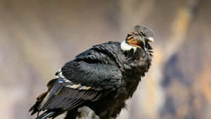 Majestic Andean Condor Portrait Wallpaper