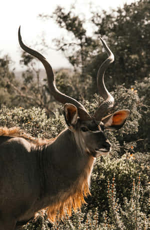 Majestic Antelope With Twisted Horns Wallpaper