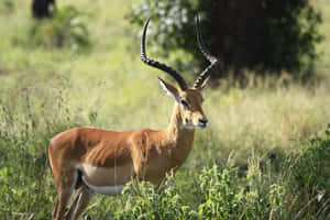 Majestic Antelopein Grassland.jpg Wallpaper