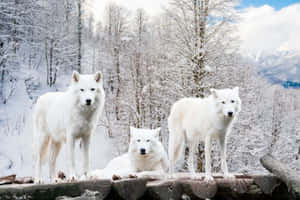 Majestic Arctic Wolf In A Snowy Landscape Wallpaper