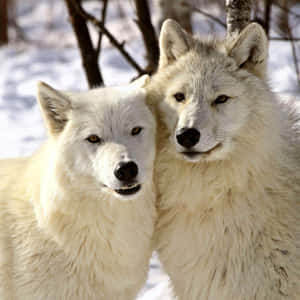 Majestic Arctic Wolf In A Snowy Landscape Wallpaper