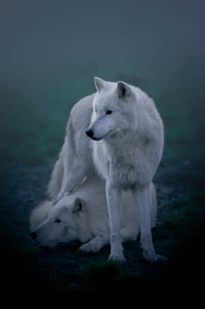 Majestic Arctic Wolf In A Snowy Landscape Wallpaper