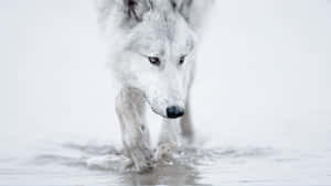 Majestic Arctic Wolf In Its Natural Habitat Wallpaper