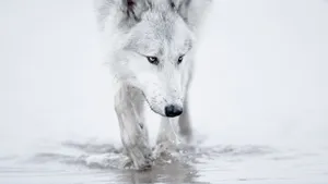 Majestic Arctic Wolf In Its Natural Habitat Wallpaper