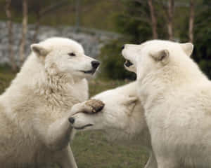 Majestic Arctic Wolf In Its Natural Habitat Wallpaper