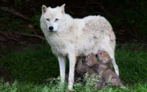 Majestic Arctic Wolf In Its Natural Habitat Wallpaper