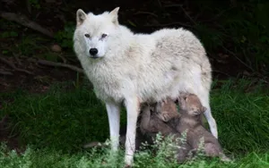 Majestic Arctic Wolf In Its Natural Habitat Wallpaper
