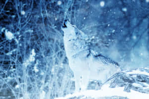 Majestic Arctic Wolf In Its Natural Habitat Wallpaper