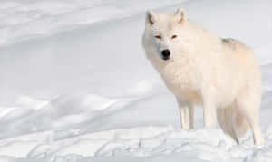 Majestic Arctic Wolf In Its Natural Habitat Wallpaper