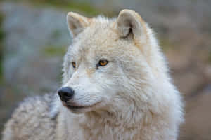 Majestic Arctic Wolf In Its Natural Habitat Wallpaper