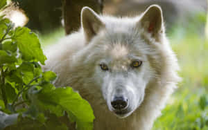 Majestic Arctic Wolf In Natural Habitat Wallpaper