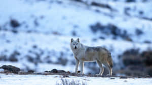 Majestic Arctic Wolf In Snow-covered Wilderness Wallpaper