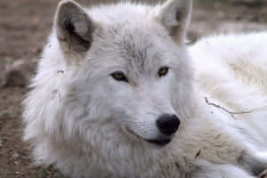 Majestic Arctic Wolf In Snowy Background Wallpaper