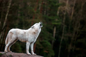 Majestic Arctic Wolf In Snowy Landscape Wallpaper